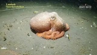 Uniek! Eerste beelden van een levende kleine Octopus in de Noordzee (Eledone cirrhosa)