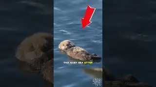 The little sea otter mother saved it from sleeping on the water.#shortvideo #youtubeshort #cute