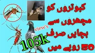 kabootar ko Machar se Bachany ka asan Ilaj || zeharbad ka ilaj