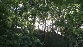 Birds In The Forest / Woods Ambience (2 Hours Nature Sounds)
