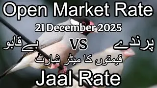 Birds price in Karachi Pakistan 21 December 2025 | Jaal rate update | Open market rate update