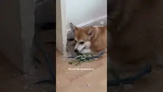 #коргипемброк #собака #корж #corgilife #corgiworld #видео #видеообзор #corgilove
