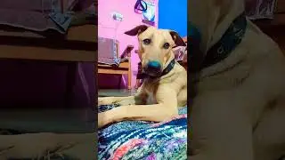 viral video ❤️🐕 #bome #shortsfeed #ytshorts #dog #funny #labrador