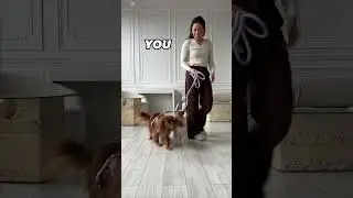 Where are my dog parents? 🫶🏻🤝 #dogmom #dogdad #dogobsessed