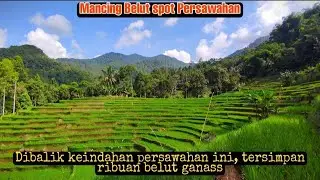 Spot Persawahan Terindah_Sarang Belut Ganass_Mancing Belut_Eel Fishing @Jack channel 84