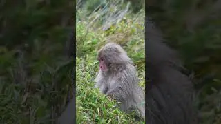 Relaxing Music with Cute Animals #shorts