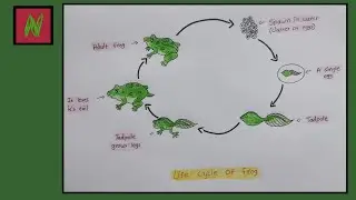 Life cycle of frog | diagram | How to draw life cycle of frog | Frog life cycle drawing @niyuzart 