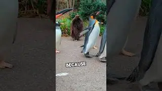 This guy saw this rare animal at the zoo #shorts