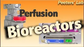 Perfusion bioreactors