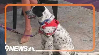 Marvelous Max: A 9-month-old cattle dog mix with a big personality