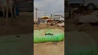 KPK Block Northern Bypass Cow Mandi Moments ❤️