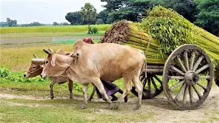 Bullock Cart jute Load Ride || Village cow cart heavy load race || Village Agriculture