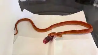 corn snake dinner time