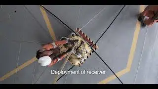 3D CSEM acquisition