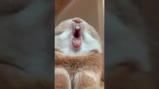 Funny rabbit #rabbit #bunny #кролики #animals #cute #kitten #декоративныекролики #карликовыекролики