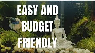 No CO2 Buddha Fish Tank | Moss Aquarium Setup | Aquascaping Ideas