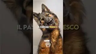 💔🛡️ Le 3 Razze di Cani che Morirebbero per Proteggerti