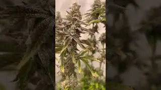 MAC1 3n-s1 / Week of flower 6