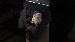 Lilliput the Maltese dog barking with excitement!