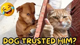 Cats & Dogs Funny Compilation 26 | That’ll Make You Laugh Out Loud! 😹🐕