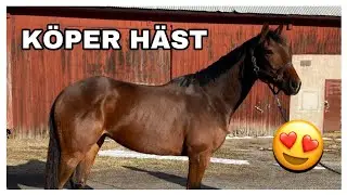 NY HÄST!!! | VLOGG