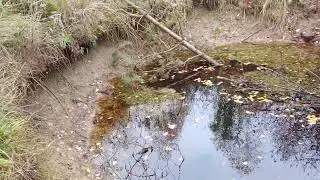 Один Пруд на Грани Засыхания, а второй почти высох