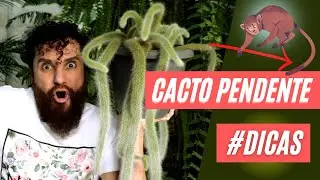 Como Cultivar CORRETAMENTE e fazer mudas do CACTO RABO DE MACACO | Dicas pra ele fique sempre lindão