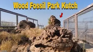 Wood Fossil Park Kutch 😱  | વુડ ફોસીલ પાર્ક કચ્છ | Kutch History | Dholavira | Kutch Vlog | 2026 