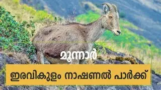Rajamalai Eravikulam National Park in Munnar - Top Tourist Destination in Munnar