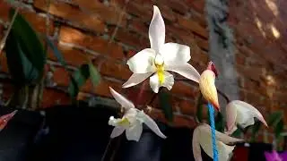 Laelia albida