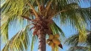 Minigames With Nelson: Playing Coconut Trees At Chuck E. Cheese's Copperfield TX 🌴 🥥