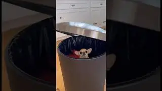 Chalo Dog 🙀 ( Pat 2 ) #dog #shorts #funny