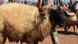 العام هذا التوانسة باش يعيد على دجاجة شبعة ضحك مع فلاح الروحية ههههه#تونس #اكسبلور #2025 #news #علوش