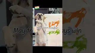 Freedom is for everyone🫡🇮🇳 Save Delhi Dogs 🐕  #dog #delhi #savestreetdogs #independenceday #dali