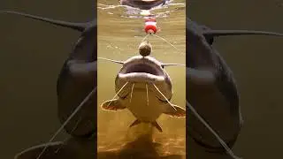 🎣 CRAZY Fish Bite Bait! 🤯 You Won't Believe What Happened! 🐟 #fishing #shorts