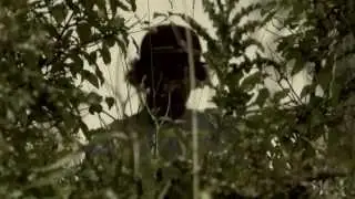 XSJADO - Blake Bird 2013