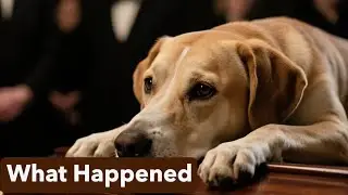 What Happened When Ozzy Osbourne&rsquo;s Dog Jumped on the Coffin Left Everyone Speechless