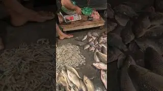 Bargaining at the Fish Market, A Touch of Rural Life's Soul | Fishing Entertainment