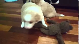sammy21
