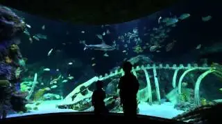 SEALIFE Arizona 15sec.