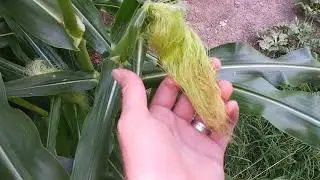 2 month update. Sugar baby watermelon, peaches and cream corn, husky cherry tomatoes!