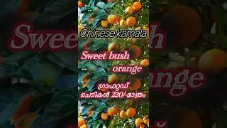 220/-രൂപക്ക് chinese orange ഗ്രാഫറ്റഡ് പ്ലാന്റ് #viralshort #gardening #gardenflowers #garden