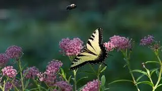 Tiger Swallowtail Butterfly on  Swamp Milkweed