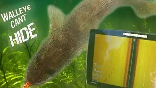 Catching BOATLOADS of Stunning Summer Walleye