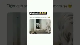 Funny Animals 😂 Animals lover ❤️ whatsapp status 🔥 YouTube foryou 💫 Short