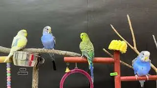 Budgies amazing love & singing 🎵 sounds #rbnbirds #birds #pets #budgies #parrot #parakeet #lovebirds