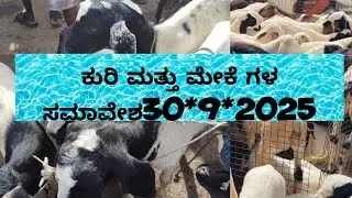 ಹಬ್ಬದ tumkur ಸಂತೆ ನೋಡುಗರ ಗಮನ ಸೆಳೆಯಿತು@ agrianimals 30*9*2025