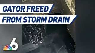 Gator Freed After Being Stuck in Storm Drain