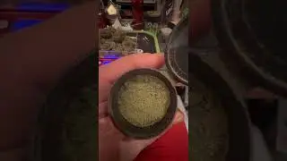 Trim & start cure on Blue Dream grown from seed to harvest💪🏻⛽️