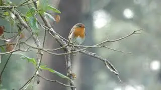 Rougegorge Familier, chant